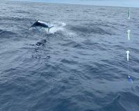 offshore fishing va beach 8 20200907