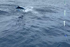 offshore fishing va beach 8 20200907