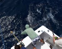 va beach offshore fishing 10 20200426