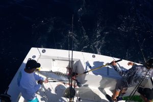 va beach offshore fishing 15 20200426