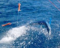 va beach offshore fishing 24 20200426